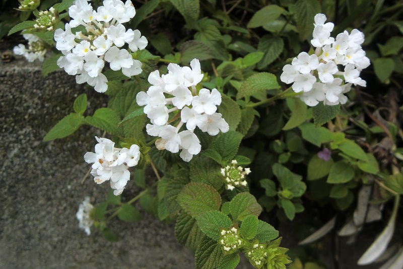 ランタナ（

４）