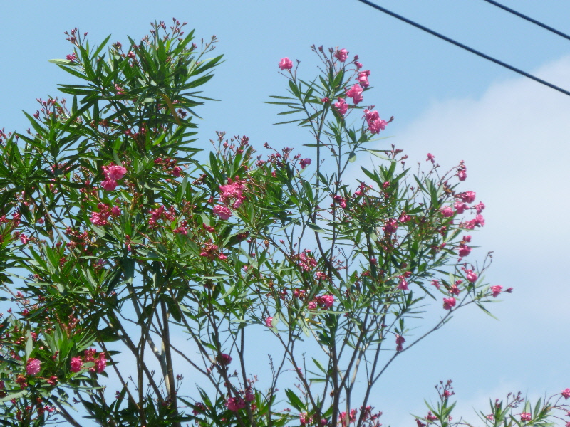 夾竹桃 2