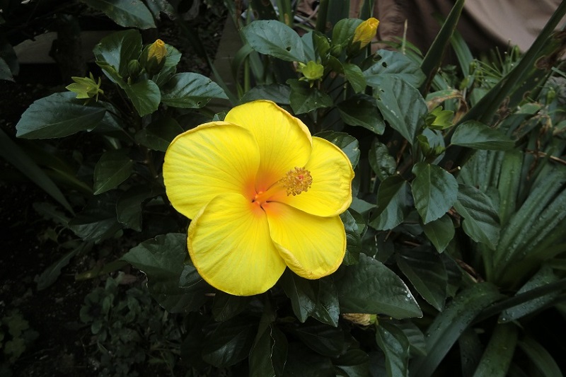 ハイビスカス（４）