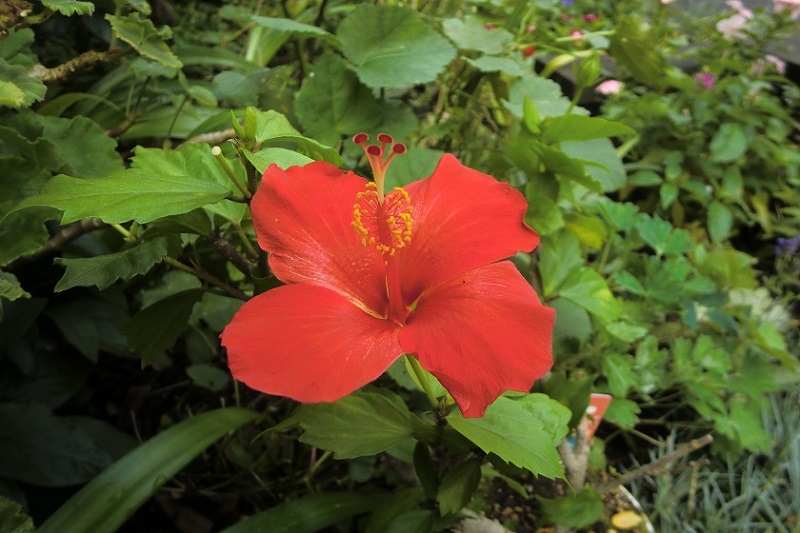 ハイビスカス（３）