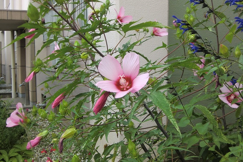 モミジアオイ（２）