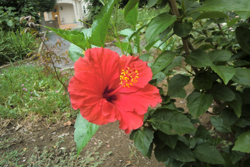 ハイビスカス（１）