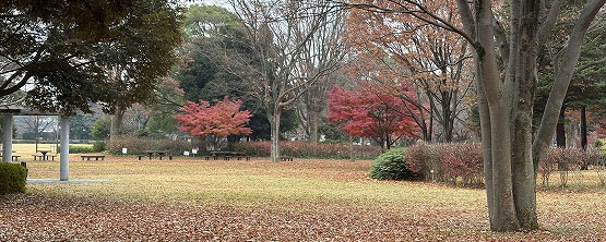 晩秋の俣野公園、猛暑の夏、酷寒の冬
