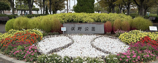 俣野公園のコキア