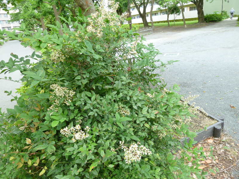 ナンテン１