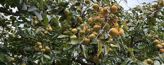 長雨のやんだ秋空にたわわに実る柿