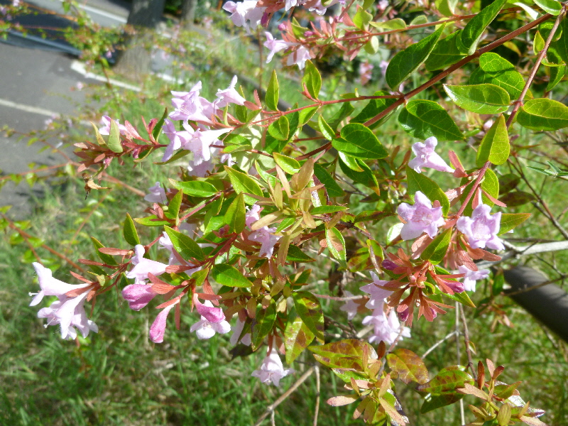 ピンクの花