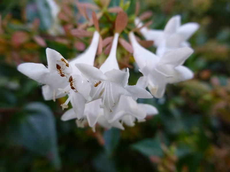 蜜を吸うアリ