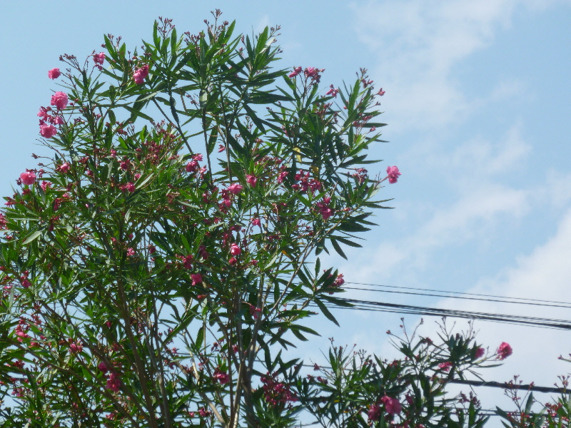 夾竹桃 3