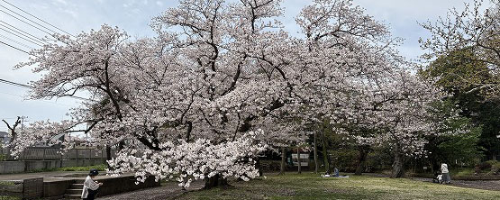 陽気に満開のソメイヨシノ樹齢80年