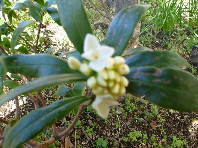 アセビ 花1