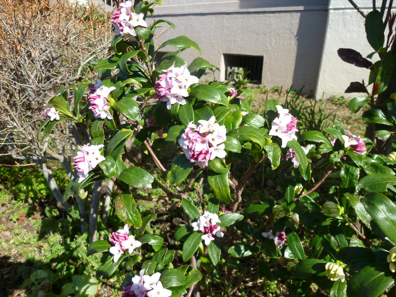 アセビ 蕾1
