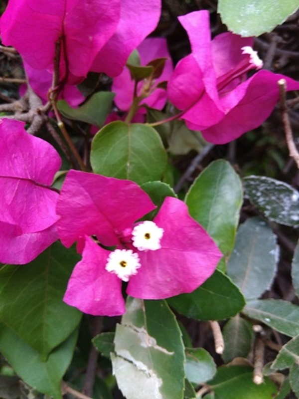 ブーゲンビリア１