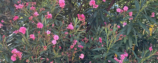 ８月の酷暑を狂喜する夾竹桃