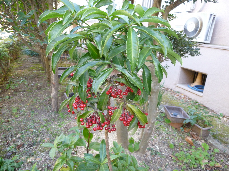 マンリ

ョウ