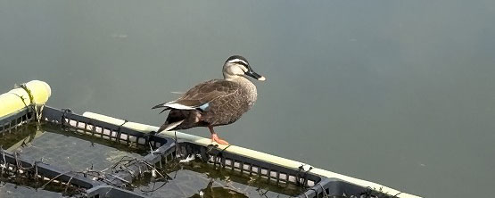 メモリアルグリーンで休憩のカルガモ