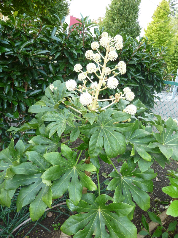 ヤツデ 花2