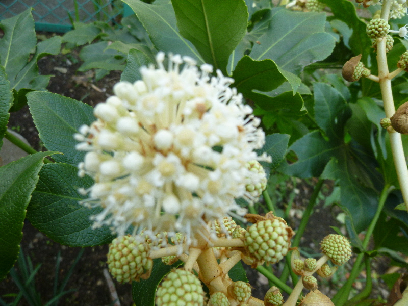 ヤツデ 花1